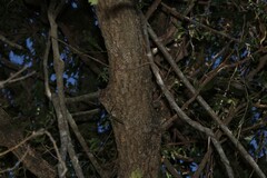 Acacia fasciculifera, photograph (c) Greg Tasney, some rights reserved (CC BY-SA)