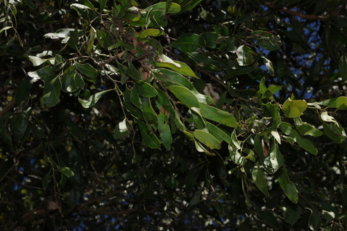Acacia fasciculifera, photograph 4