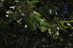 Acacia fasciculifera, photograph (c) Greg Tasney, some rights reserved (CC BY-SA)