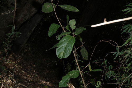 Mallotus claoxyloides