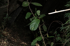 Mallotus claoxyloides