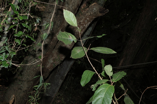 Mallotus claoxyloides, photograph 1