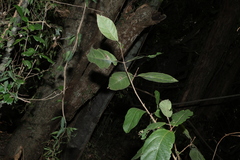 Mallotus claoxyloides, photograph (c) Greg Tasney, some rights reserved (CC BY-SA)