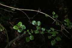 Carissa ovata, photograph (c) Greg Tasney, some rights reserved (CC BY-SA)