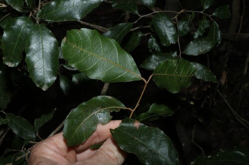 Arytera foveolata, photograph 1