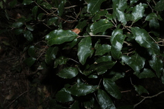 Arytera foveolata