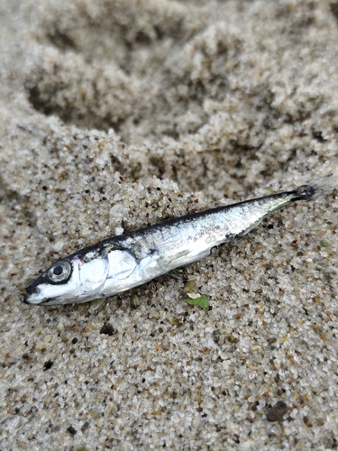 Threespine Stickleback