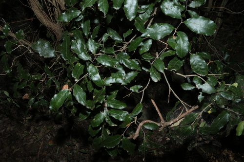 Arytera foveolata, photograph 2