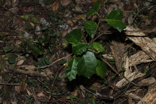 Alchornea ilicifolia, photograph 3