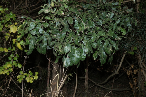 Atalaya salicifolia