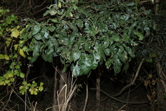 Atalaya salicifolia