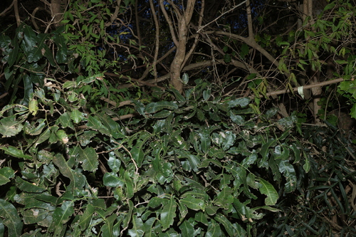 Atalaya salicifolia, photograph 1