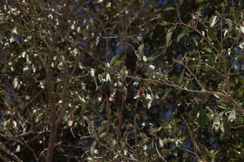Croton insularis, photograph 2