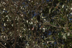 Croton insularis, photograph (c) Greg Tasney, some rights reserved (CC BY-SA)