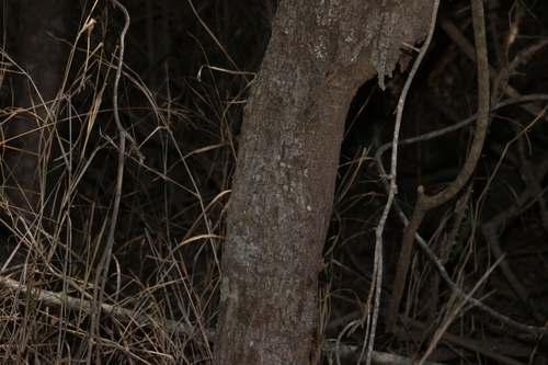Croton insularis, photograph 4