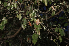 Croton insularis