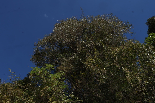 Croton insularis, photograph 3