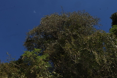 Croton insularis, photograph (c) Greg Tasney, some rights reserved (CC BY-SA)