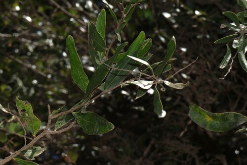 Acacia fasciculifera, 2026-09-07