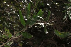 Acacia fasciculifera