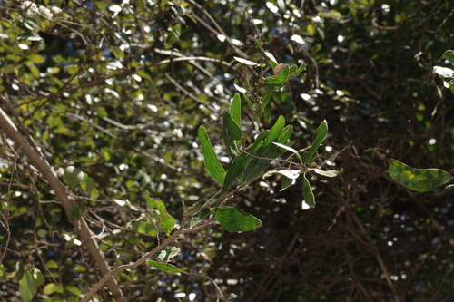 Acacia fasciculifera, photograph 1