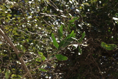 Acacia fasciculifera, photograph (c) Greg Tasney, some rights reserved (CC BY-SA)