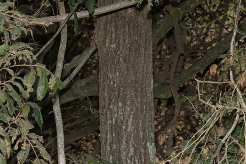 Acacia fasciculifera, photograph 2