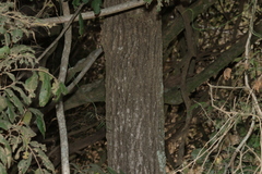 Acacia fasciculifera, photograph (c) Greg Tasney, some rights reserved (CC BY-SA)