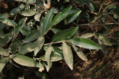 Elaeodendron australe, photograph (c) Greg Tasney, some rights reserved (CC BY-SA)