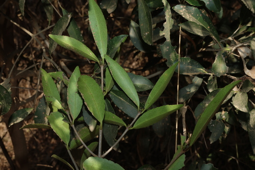 Elaeodendron australe, photograph 3