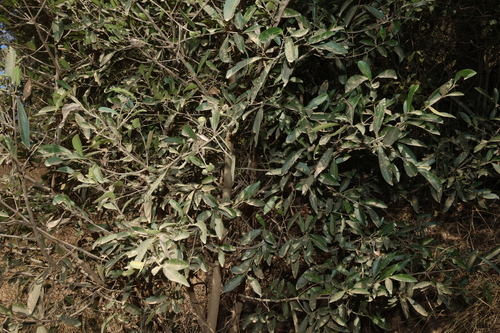 Elaeodendron australe, photograph 5