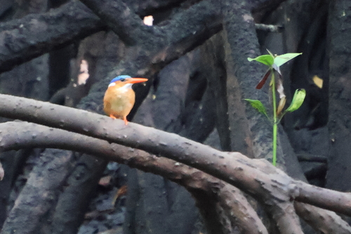 iNaturalist image