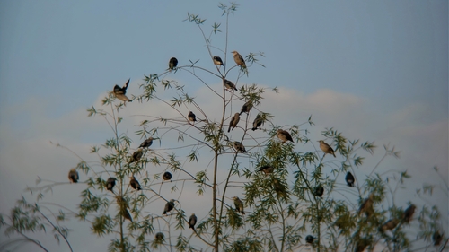 Red-billed Starling
