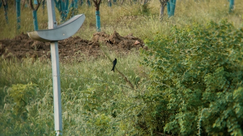 Black Drongo