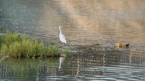 Medium Egret