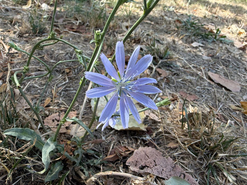 chicory