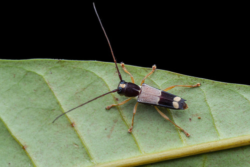 Glenea dimidiata