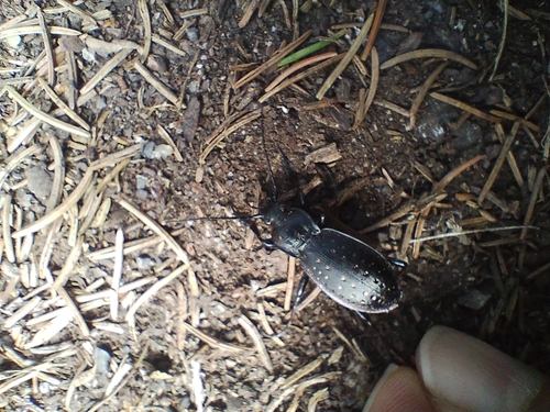 Carabus hortensis