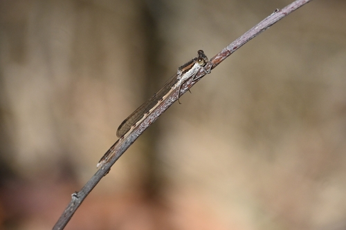 Common Winter Damselfly