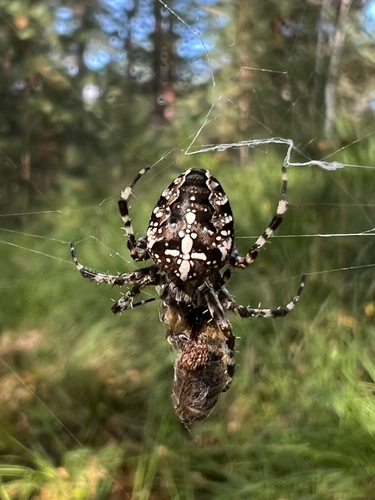 Cross Orbweaver