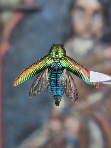 Eurythyrea aurata