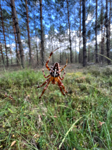 Cross Orbweaver