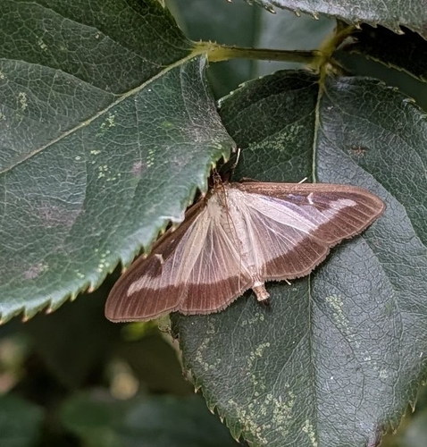 Box Tree Moth