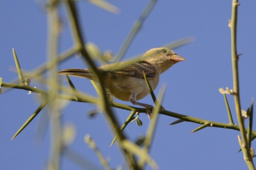 Gorrión dorado (Passer luteus)
