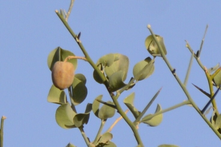 Balanites aegyptiaca; photograph (c) Karim Haddad, some rights reserved (CC BY)