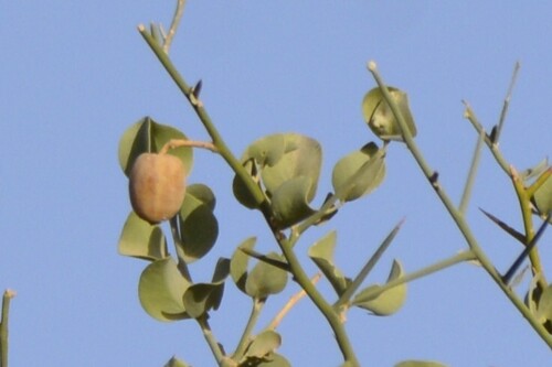 Balanites aegyptiaca