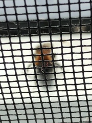 Andrena milwaukeensis