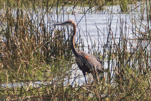 iNaturalist image