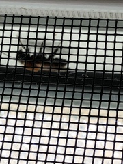 Andrena milwaukeensis