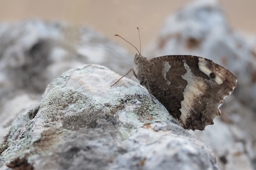 Great Banded Grayling